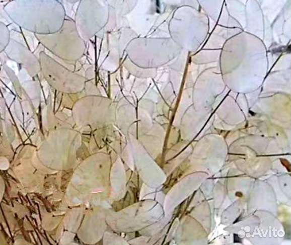 Семена лунарии (или лунника)