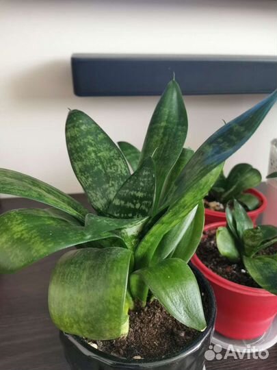 Сансевиерия ханни