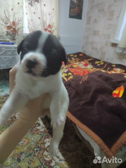 Отдам щенков в добрые руки бесплатно