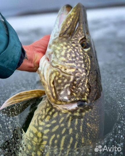 Живец плотва (сорога), пескарь