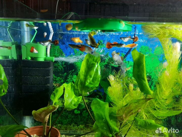 Рыбки гуппи