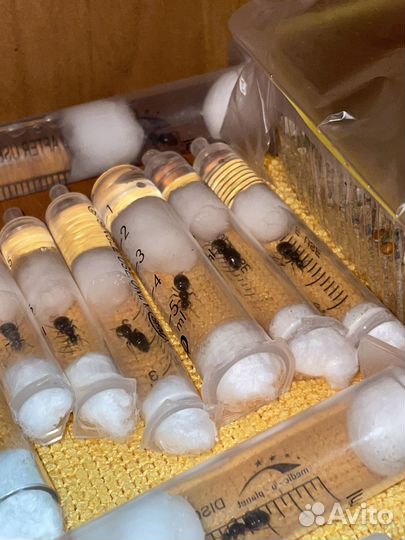 Матки муравьёв lasius niger