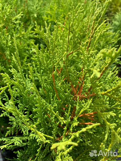 Туя глобоза