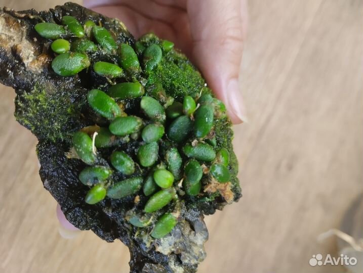 Дендробиум lichenastrum