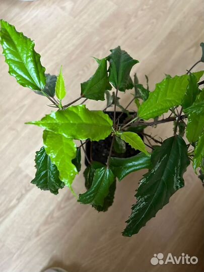 Гибискус пестролистный Купера