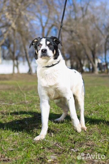 Собака Клайд в приюте