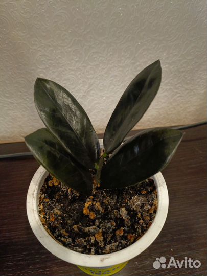 Замиокулькас черный равен