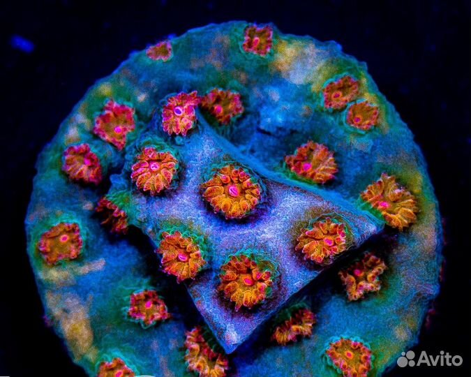 Кораллы для морского аквариума