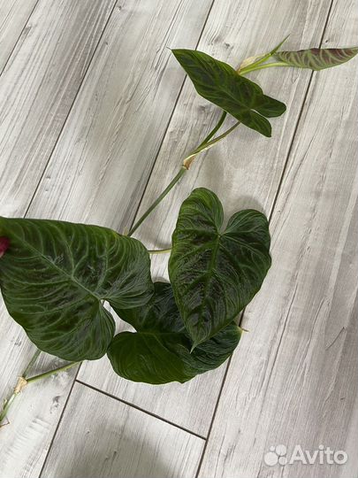 Форма 2 Веррукозум