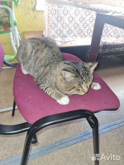 Отдам кота в добрые руки