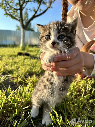 Котята в добрые руки бесплатно