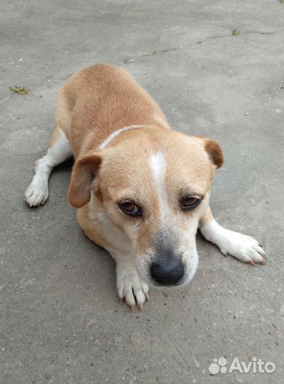 Собака в добрые руки