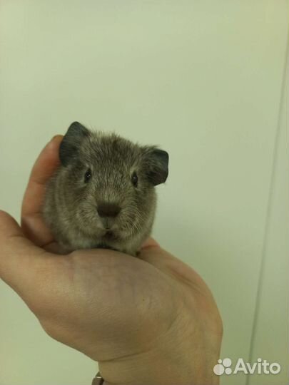 Морская свинка