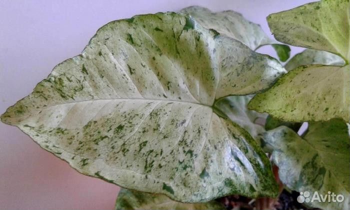 Сортовые сингониумы