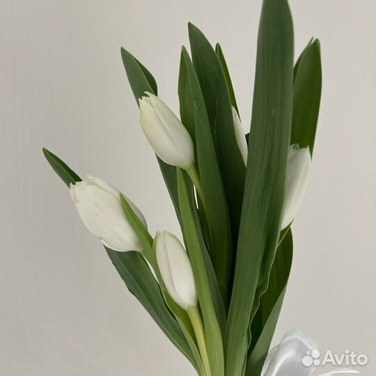 Тюльпаны белые классические