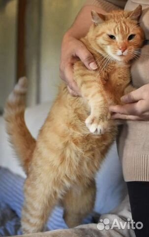 Котики бесплатно в добрые руки