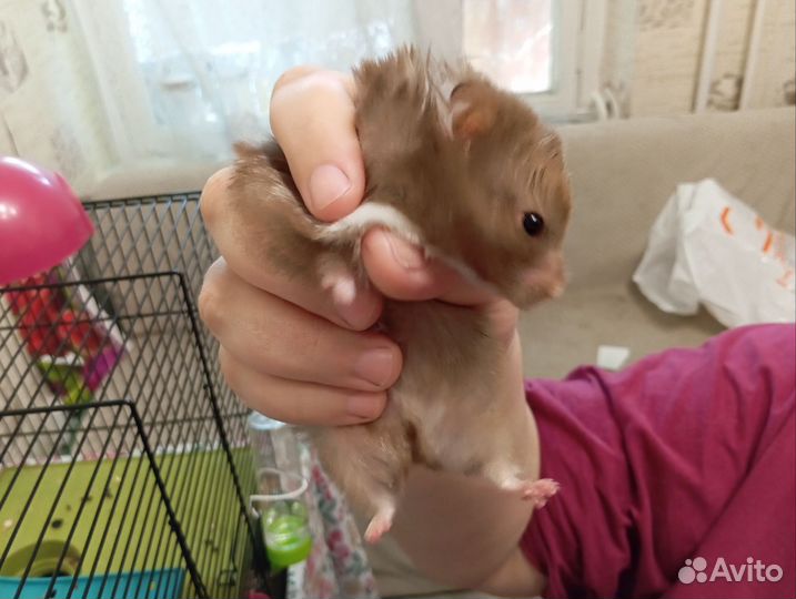 Сирийский хомяк