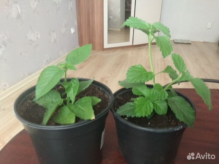 Лантана, уайтфельдия