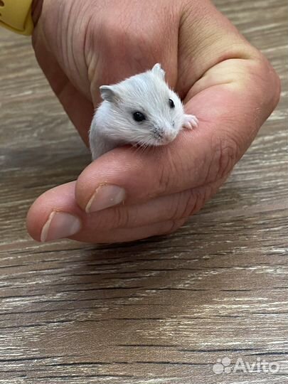 Джунгарский хомячок