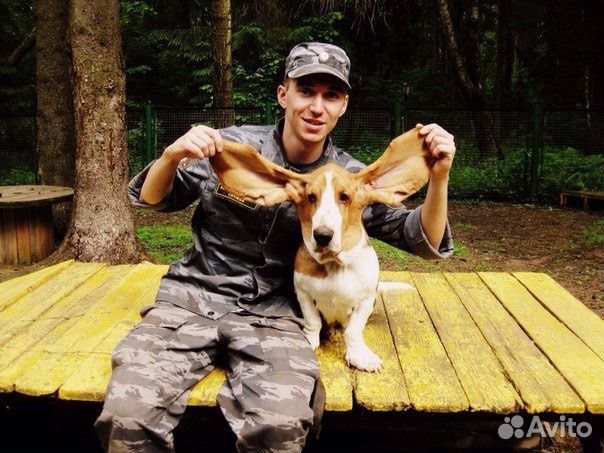 Дрессировка Собак. Кинолог. Передержка