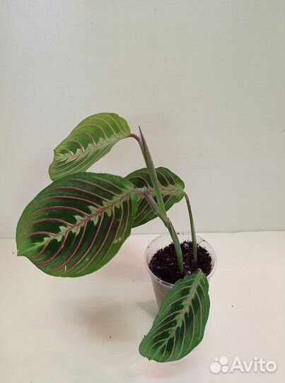 Цветы комнатные