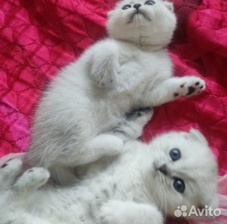 Серебристая шиншилла котята