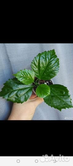 Гибискус китайская роза