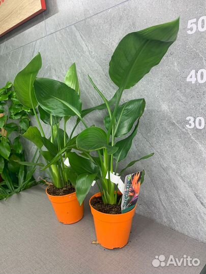 Стрелиция With Fake Flover 12/50