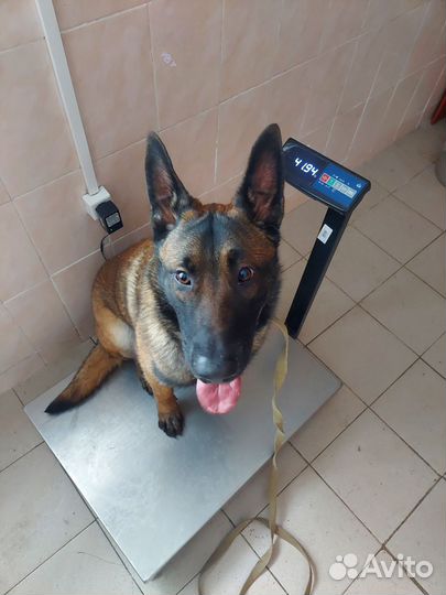 Бельгийская овчарка малинуа