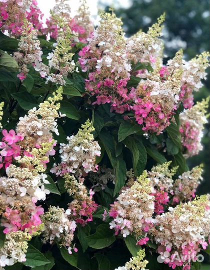 Гортензия метельчатая 2 сорта