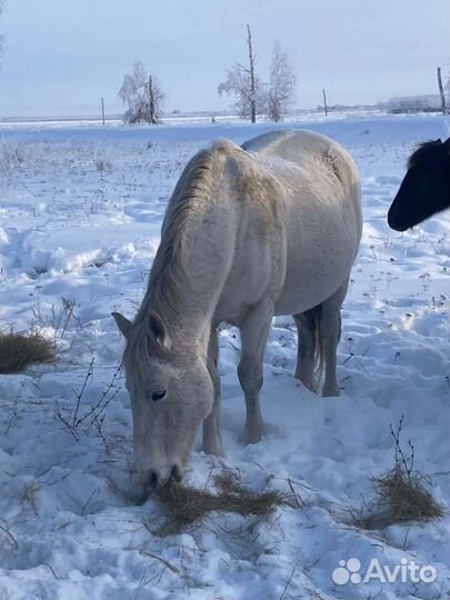 Продажа лошадей