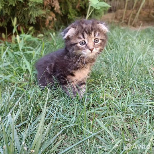 Шотландские вислоухие котята