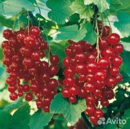 Красная смородина