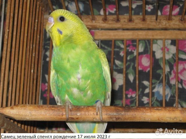 Молоденькие самцы волнистого попугая