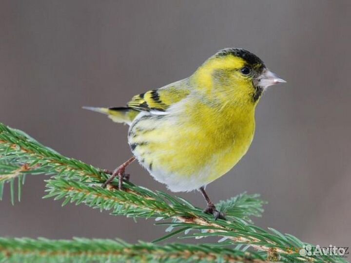 Репел щегол чиж