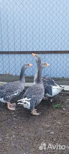 Единские гуси