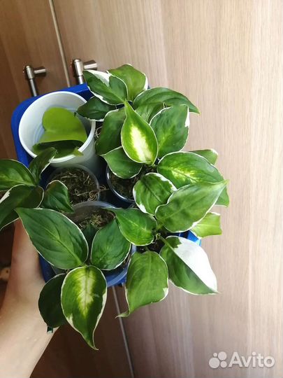 Диффенбахия вариегатная Кул бьюти