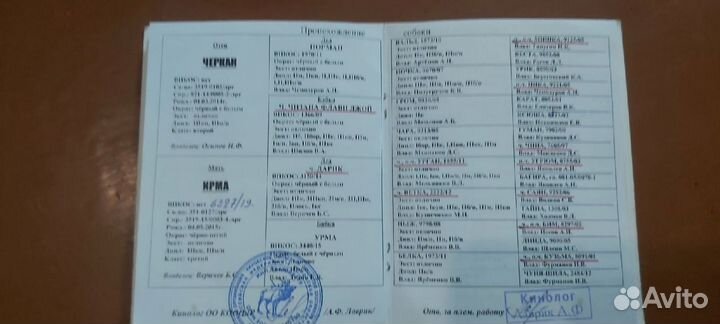 Готовятся к продаже щенки русско-европейская лайка