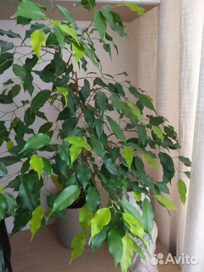 Фикус Голден Моник