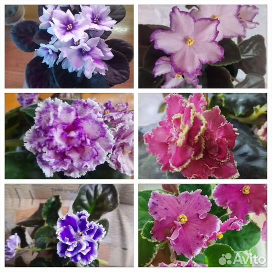 Фиалки набор