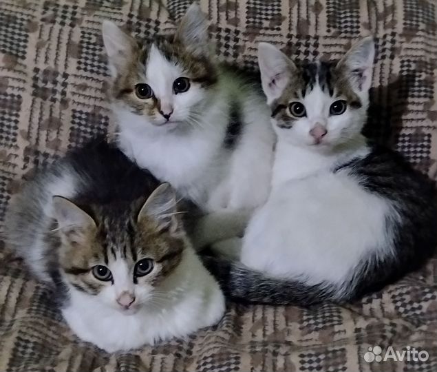 Счастье в дом