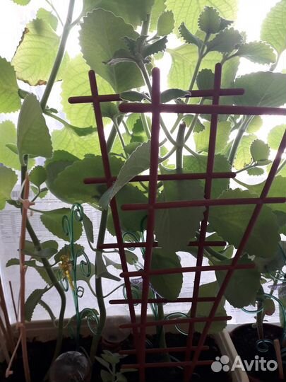 Мята домашняя