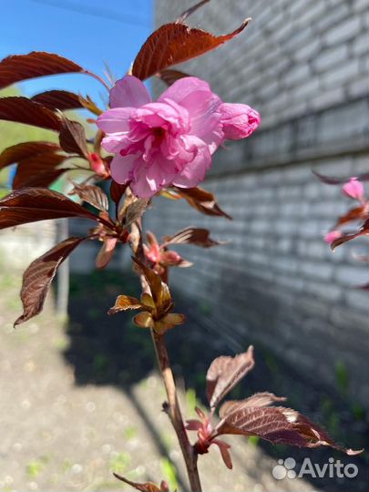 Сакура саженцы