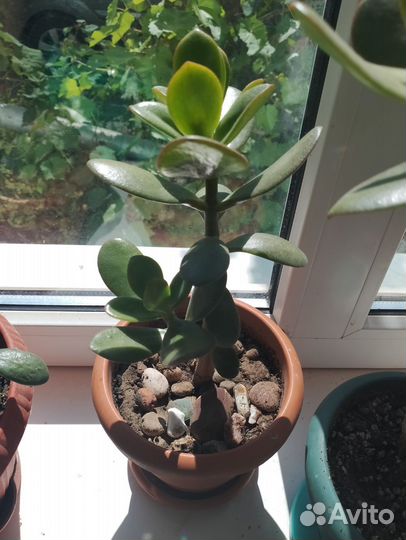 Сансевиерия