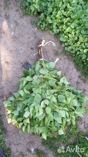 Веники для бани: береза