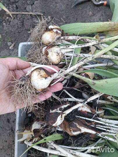 Растения для сада