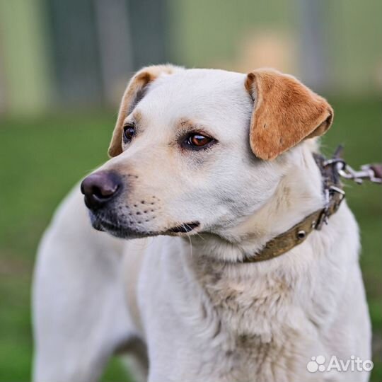 Собака Тобби метис лабрадора ищет самый лучший дом