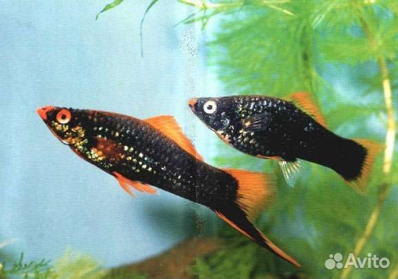 Продам рыбок