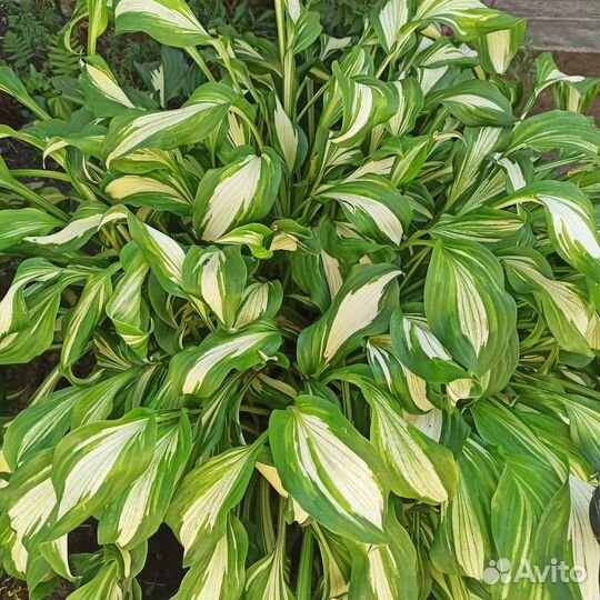 Хоста (4 вида)