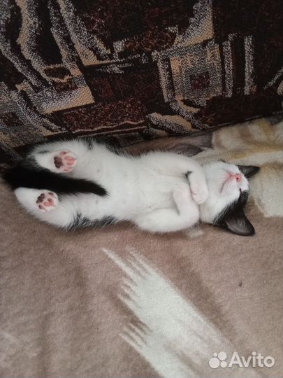 Отдам котика в добрые руки